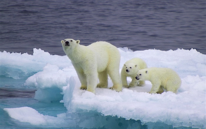 북극곰과 새끼, 얼음, 추위 배경 화면 그림
