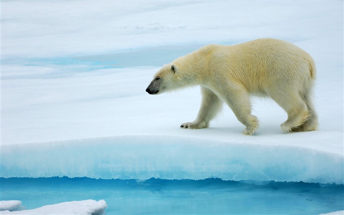 얼음에 북극곰 산책 배경 화면 그림