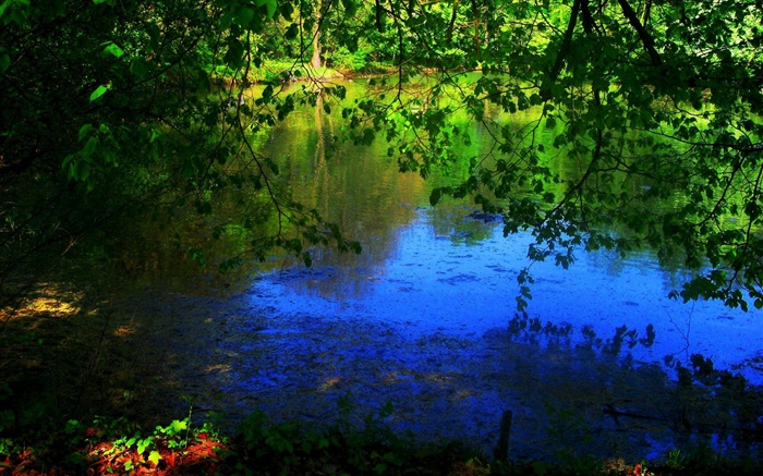 연못, 나무, 태양 광선 배경 화면 그림