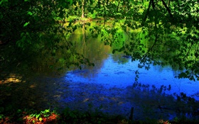 연못, 나무, 태양 광선 HD 배경 화면