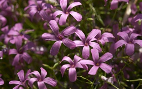 보라색 작은 꽃 사진
