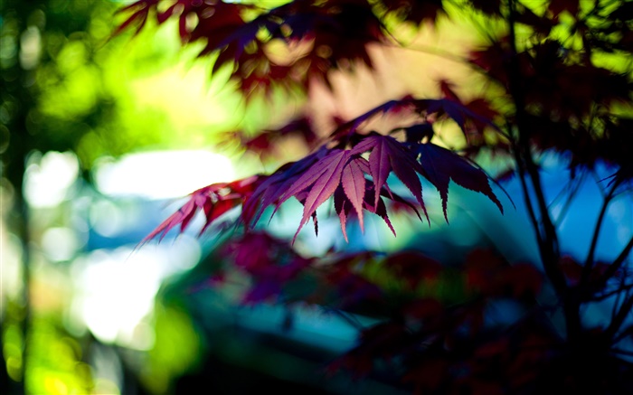 보라색 단풍 나무 잎, 나뭇잎, 가을 배경 화면 그림