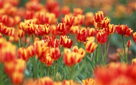 빨간색과 오렌지 색상 꽃잎, 튤립 꽃 HD 배경 화면