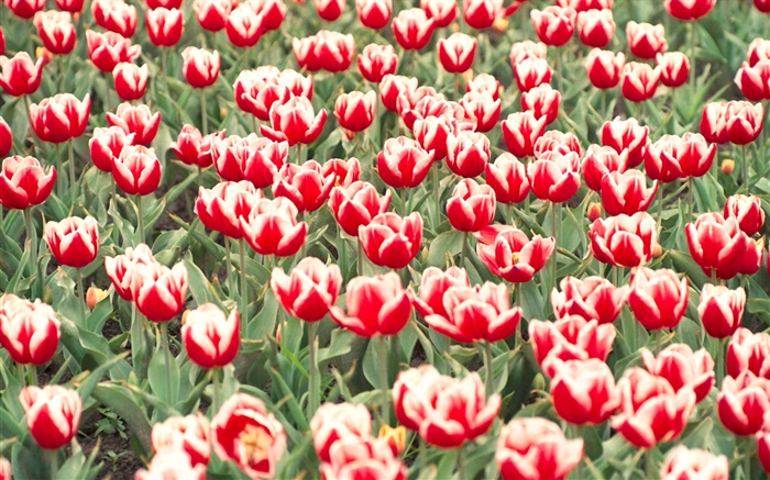 빨간색과 흰색 튤립 꽃 배경 화면 그림