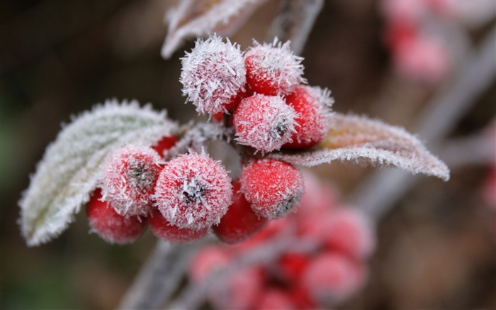 빨간 열매, 눈, 얼음, 겨울 배경 화면 그림