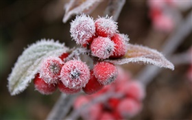빨간 열매, 눈, 얼음, 겨울