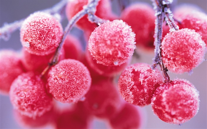 빨간 열매, 겨울, 서리 배경 화면 그림