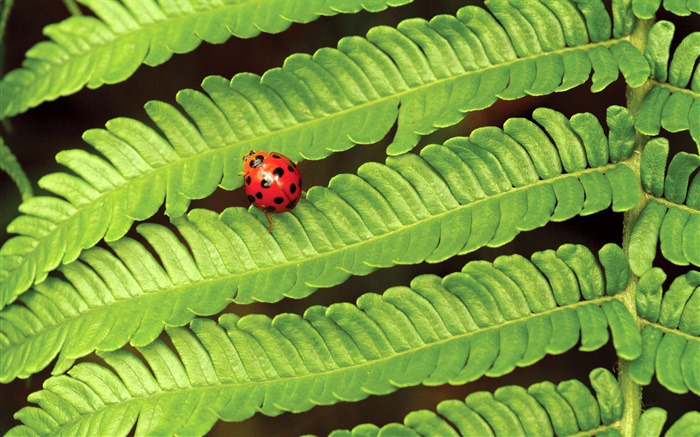 빨간 무당 벌레, 녹색 잎 배경 화면 그림