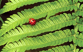 빨간 무당 벌레, 녹색 잎 HD 배경 화면