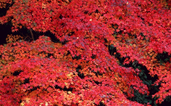 붉은 단풍, 가을 배경 화면 그림