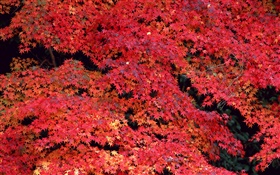 붉은 단풍, 가을
