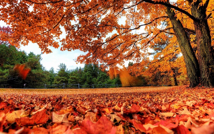 붉은 단풍 땅에 떨어지고, 나무, 가을 배경 화면 그림