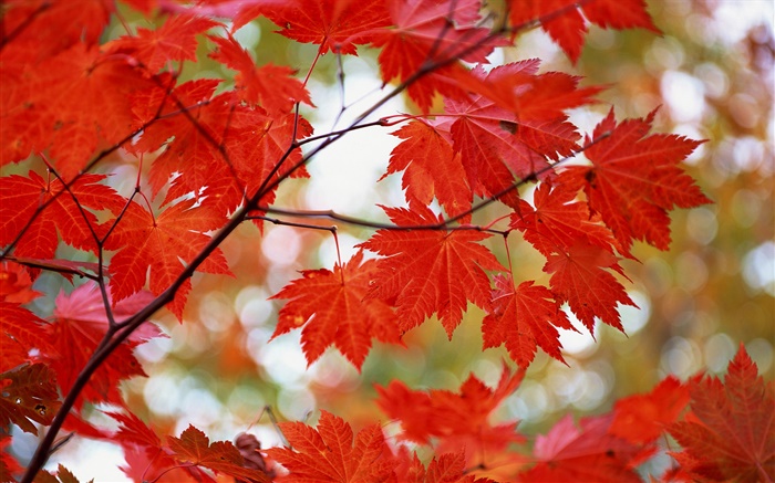 붉은 단풍, 가을 단풍 배경 화면 그림