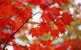 붉은 단풍, 가을 단풍 HD 배경 화면