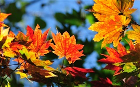 붉은 단풍 나무 잎, 나뭇잎, 가을 HD 배경 화면