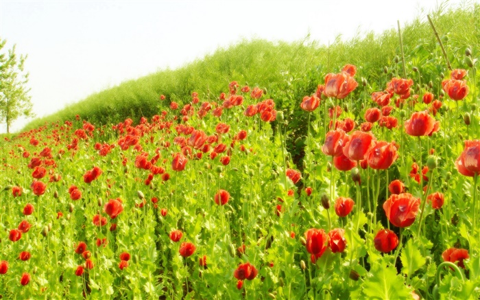 태양 아래 빨간 양 귀 비 꽃 필드 배경 화면 그림