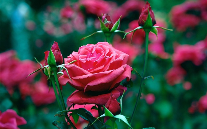 정원에서 붉은 장미 꽃 배경 화면 그림