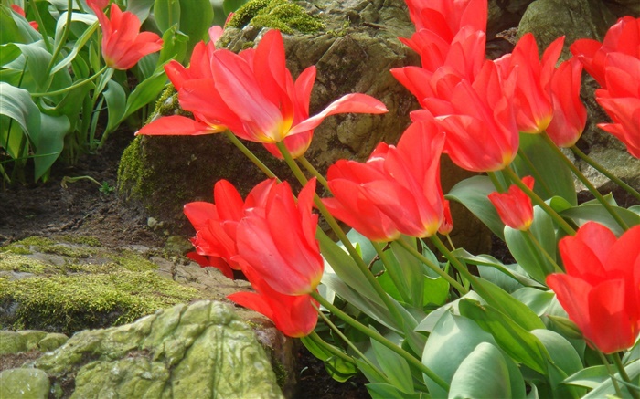 빨간 튤립 꽃 필드 측면보기 배경 화면 그림
