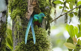 둥지, 푸른 깃털, 조류, 코스타리카의 밖으로 눈부신 케 트살, HD 배경 화면