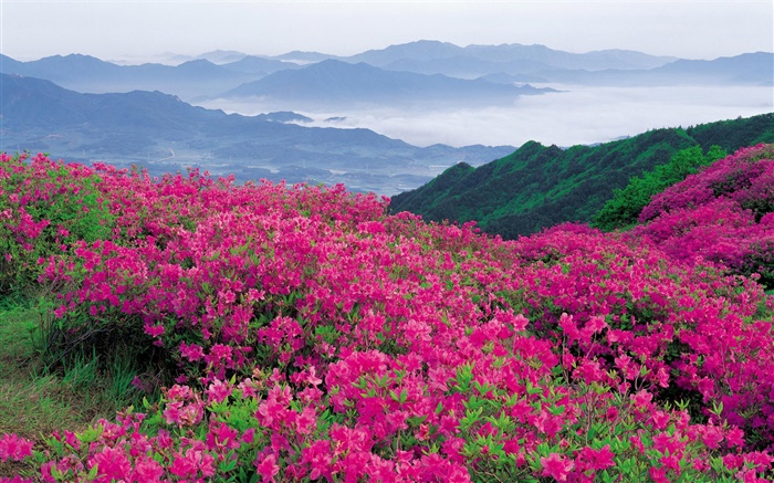 언덕 위에 진달래 꽃 배경 화면 그림