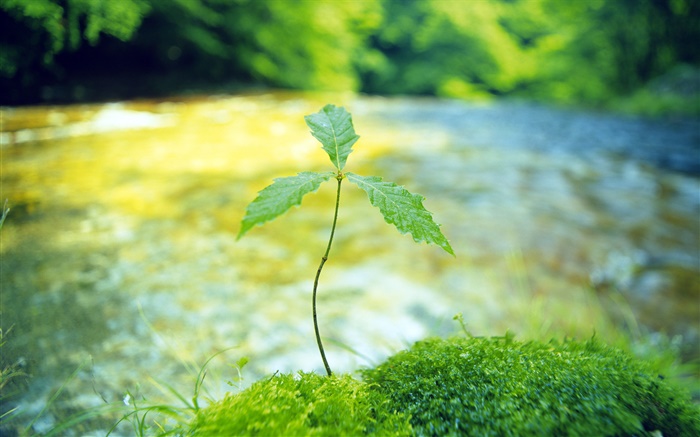 강, 나무, 새싹, 봄 배경 화면 그림