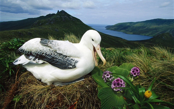 로얄 알바트 로스, 둥지, 캠벨 아일랜드, 뉴질랜드 배경 화면 그림