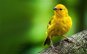 사프란 핀치, 노란 깃털의 새