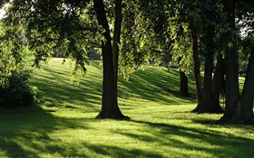 그림자, 잔디, 나무, 태양 광선 HD 배경 화면