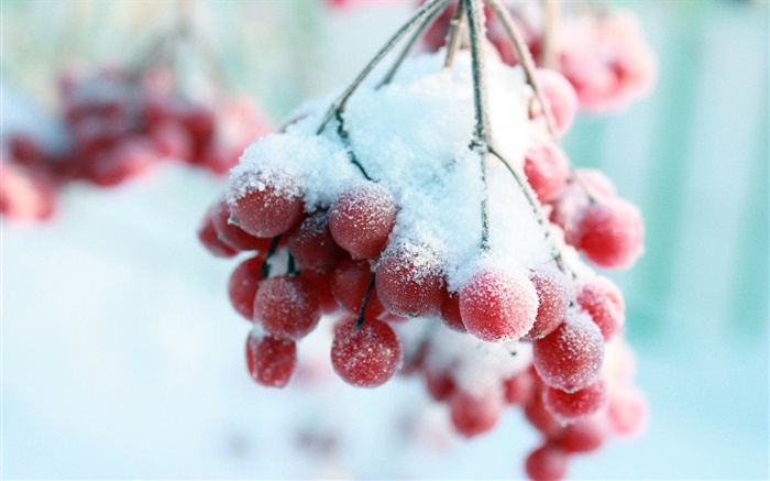 눈, 붉은 열매 배경 화면 그림