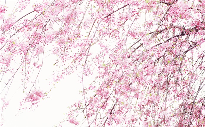 봄 아름다운 꽃, 분홍색 벚꽃 배경 화면 그림