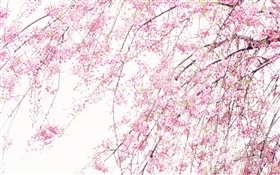 봄 아름다운 꽃, 분홍색 벚꽃 HD 배경 화면