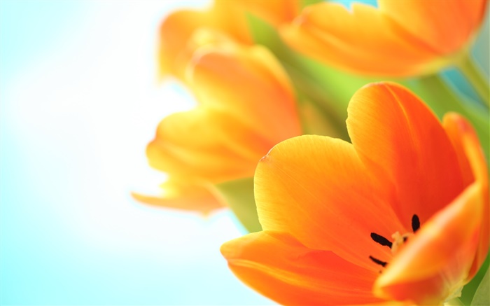 봄 꽃, 오렌지 튤립 배경 화면 그림