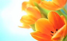 봄 꽃, 오렌지 튤립 HD 배경 화면