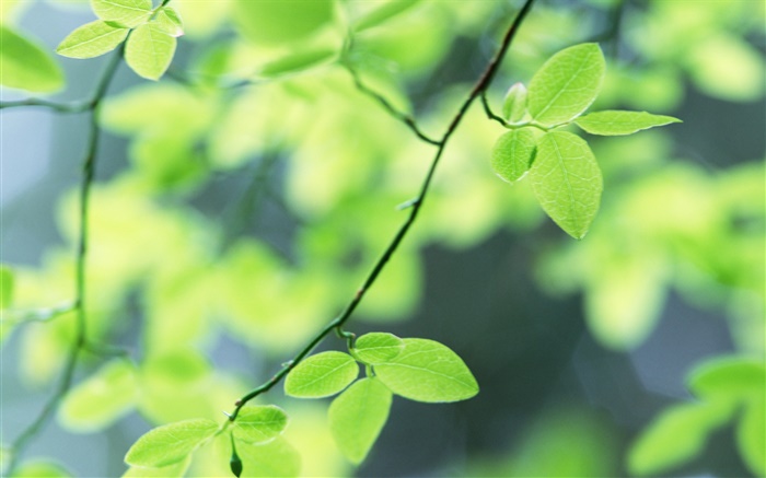 봄, 녹색 잎 배경 화면 그림