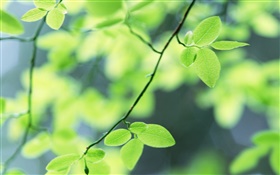 봄, 녹색 잎 HD 배경 화면