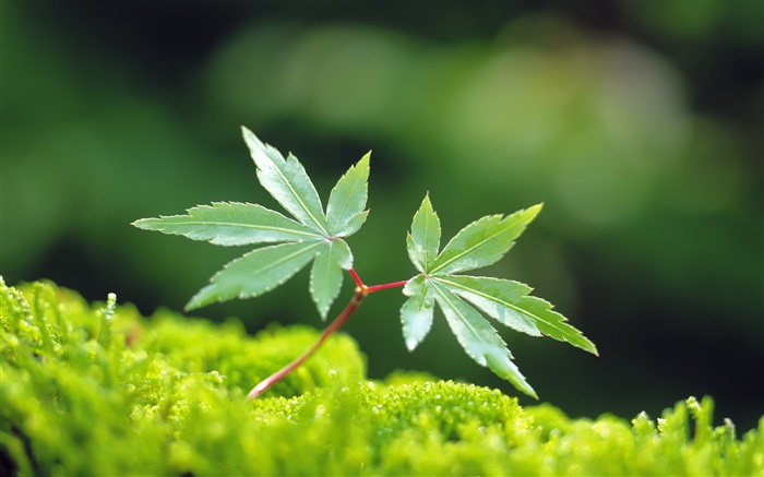봄 잎, 녹색 메이플 리프 배경 화면 그림