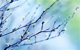 봄 나뭇 가지, 꽃 봉오리, 흐린 배경 HD 배경 화면