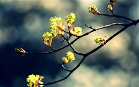 봄, 나뭇 가지, 신선한 잎, 나뭇잎