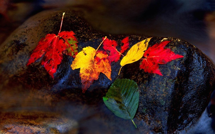 돌, 노란 단풍, 스트림, 가을 배경 화면 그림