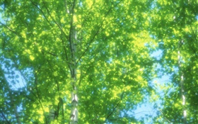 여름 자작 나무 숲, 태양, 흐리게 HD 배경 화면