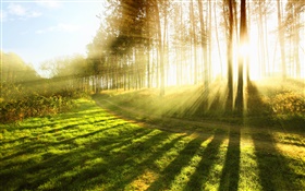 여름 숲, 나무, 잔디, 태양 광선 HD 배경 화면