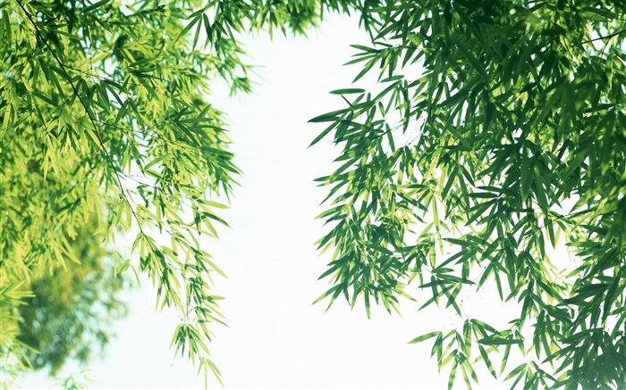 여름 신선한 대나무 잎 배경 화면 그림