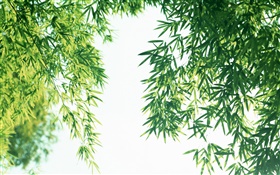 여름 신선한 대나무 잎 HD 배경 화면