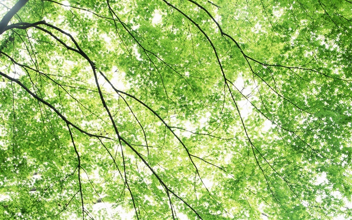 여름, 단풍 나무, 녹색, 태양 광선 배경 화면 그림