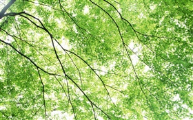 여름, 단풍 나무, 녹색, 태양 광선 HD 배경 화면