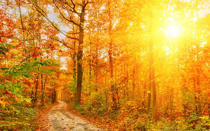 선샤인, 나무, 숲, 가을, 경로 배경 화면 그림