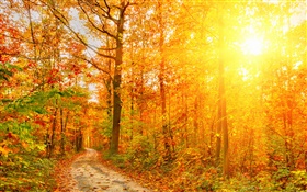 선샤인, 나무, 숲, 가을, 경로 HD 배경 화면