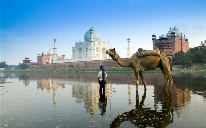 타지 마할, 인도, 낙타 배경 화면 그림