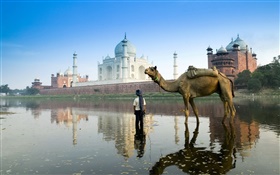 타지 마할, 인도, 낙타