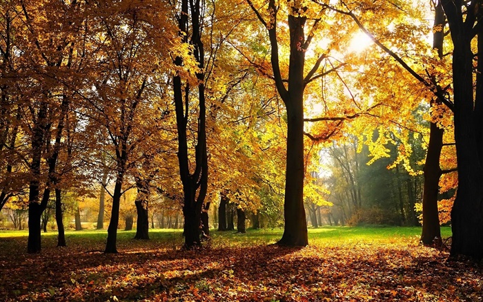 나무, 가을, 단풍, 태양 광선 배경 화면 그림